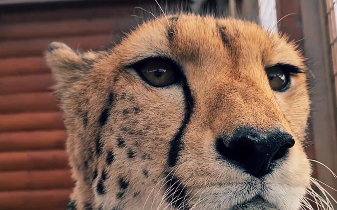 梅西格尔达狐狸精梅西爸爸再爱我一次