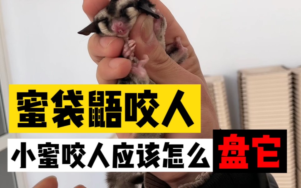 蜜袋鼯咬人怎么训练,你们的小蜜是怎么盘它的?
