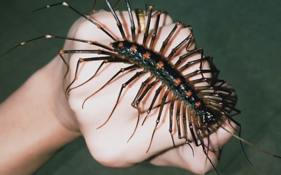 刚好抓到只白额高脚蛛化饲了火山蚰蜒轻松拿下