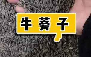 下载视频: 【中草药 1】本草之牛蒡子~~ 中药之牛蒡子~~【书恒本草缘】（医学科普，仅供参考~）