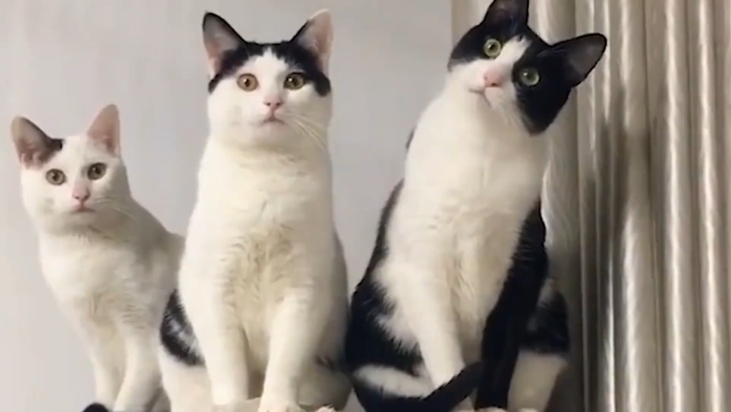猫中哈士奇,奶牛猫!整个猫就是一神经病!