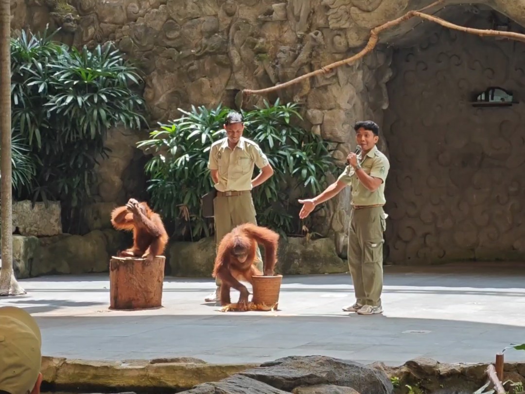 巴厘岛野生动物园 动物表演 红毛大猩猩
