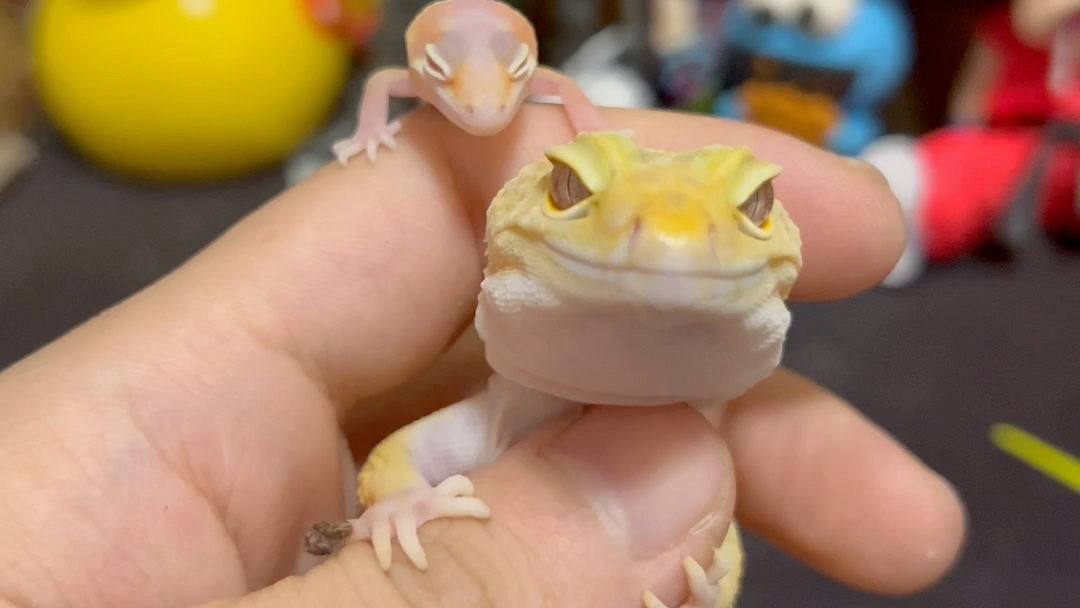 刚出生的守宫宝宝 太可爱了!