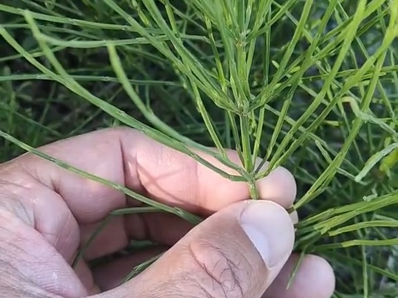 582 问荆:木贼科木贼属多年生草本植物.#知识合伙人