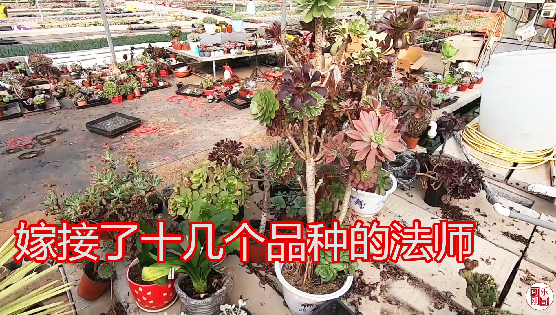 十几个品种的法师多肉嫁接到同一棵上,就叫它法师"万花筒"吧!