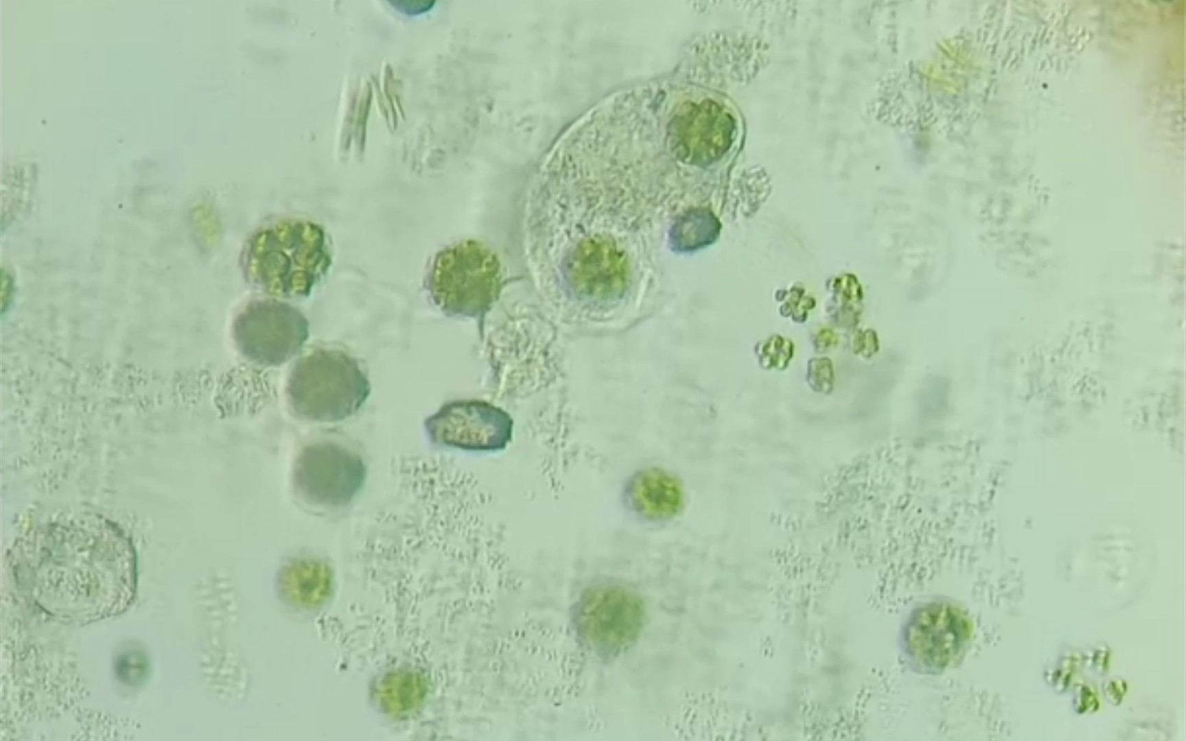 变形虫捕食藻类10x加速