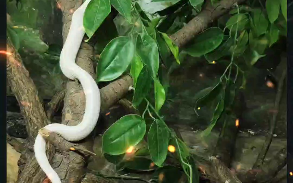 超美的白化眼镜蛇