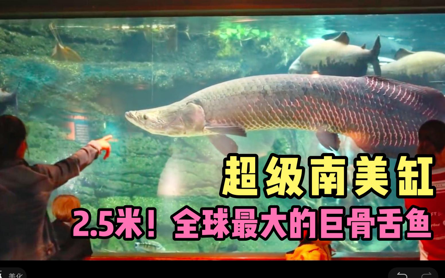 黄金猛鱼vs巨骨舌鱼图片