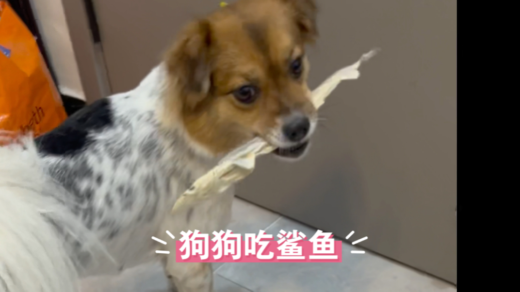 【狗狗吃播】看过狗吃鲨鱼吗?