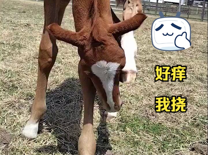 身体柔软用后蹄挠头痒的小马驹