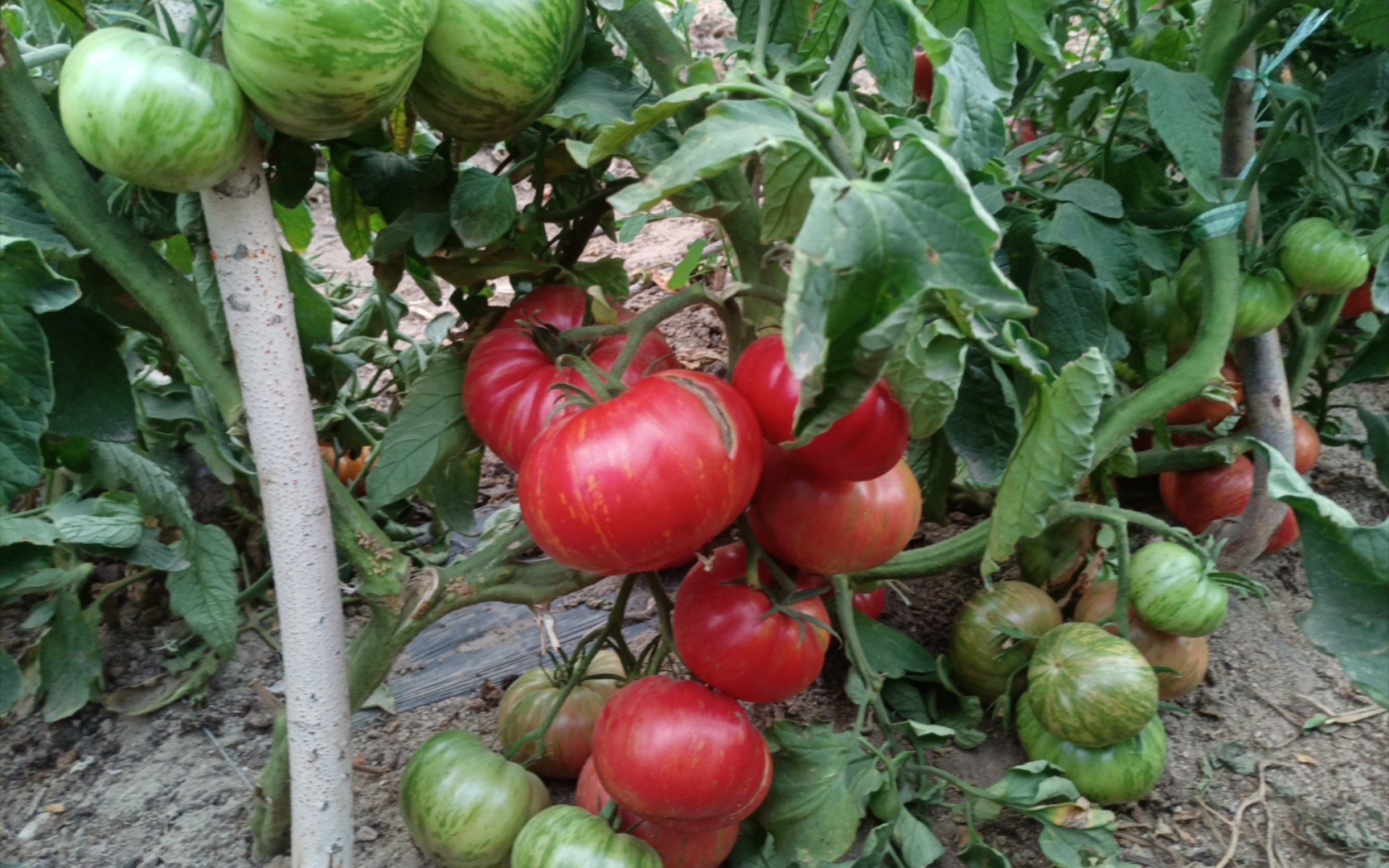 大果条纹番茄爵士乐