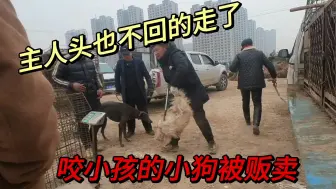 Télécharger la video: 串串狗不小心咬了孩子，主人发飙打半死，交给狗贩头也不回的走了