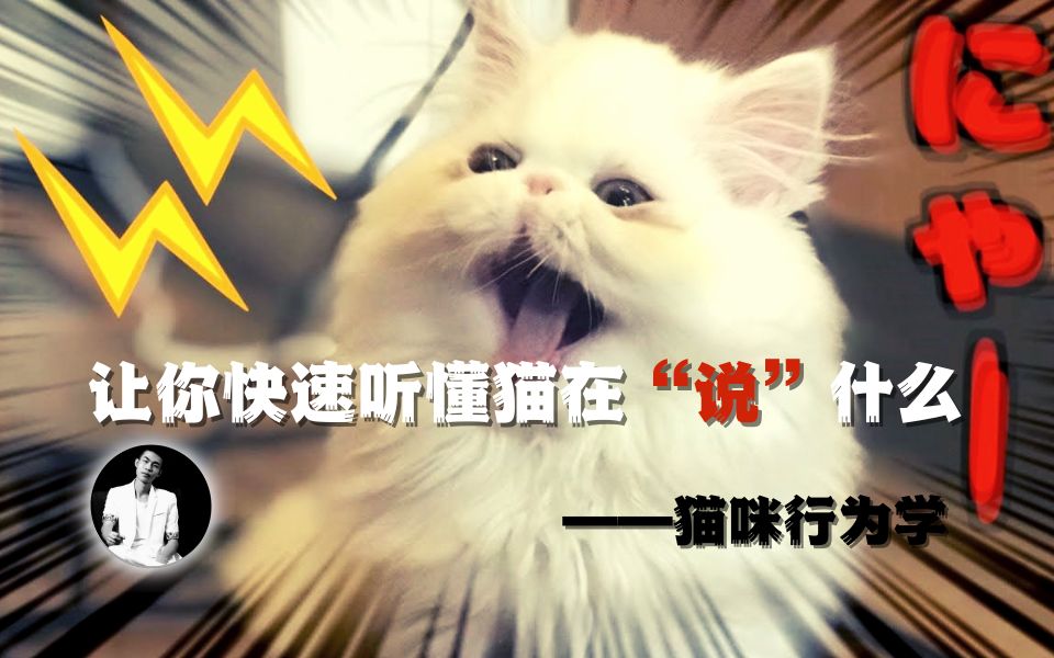 猫叫声速通版,一比一翻译猫的叫声哔哩哔哩bilibili