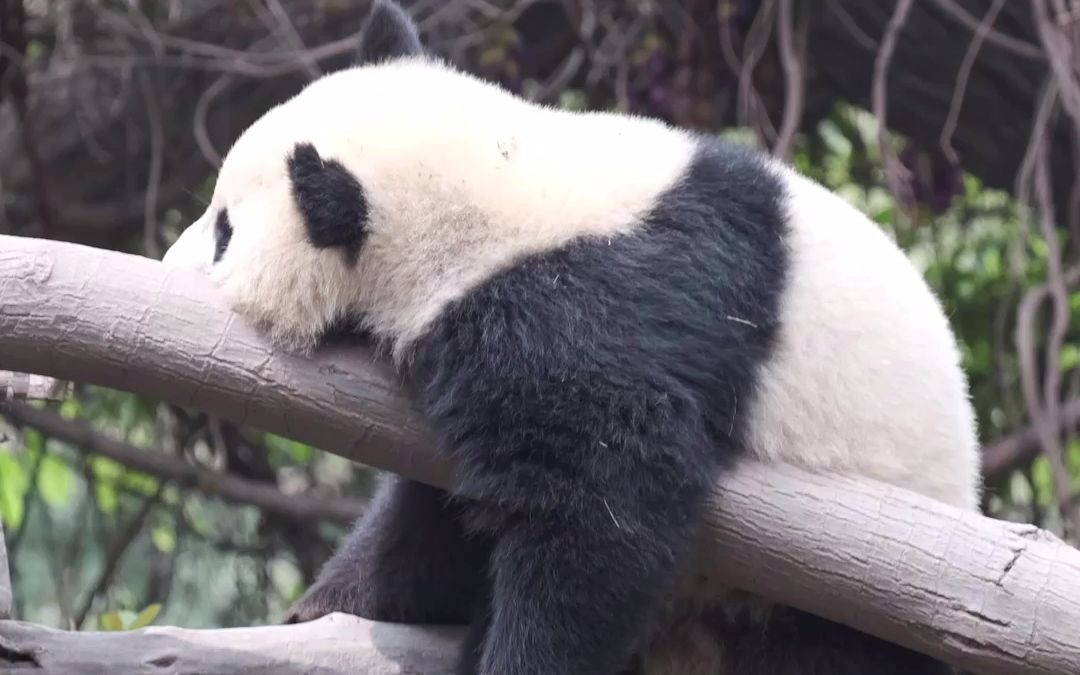 摇头晃腿的小嘚瑟