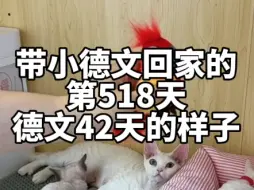 Download Video: 带小德文回家的第518天，德文42天的样子