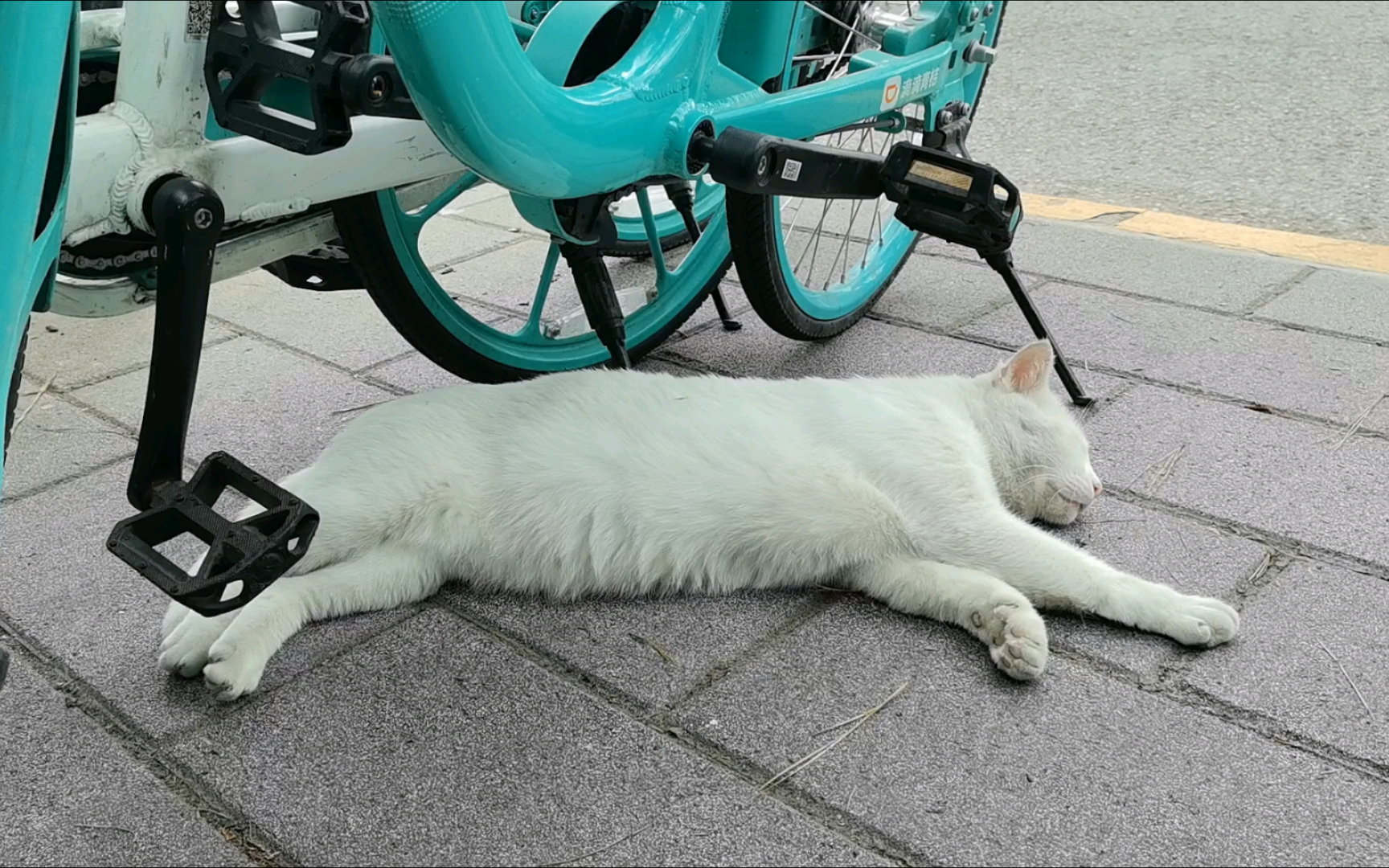 黄渡的猫之伸懒腰