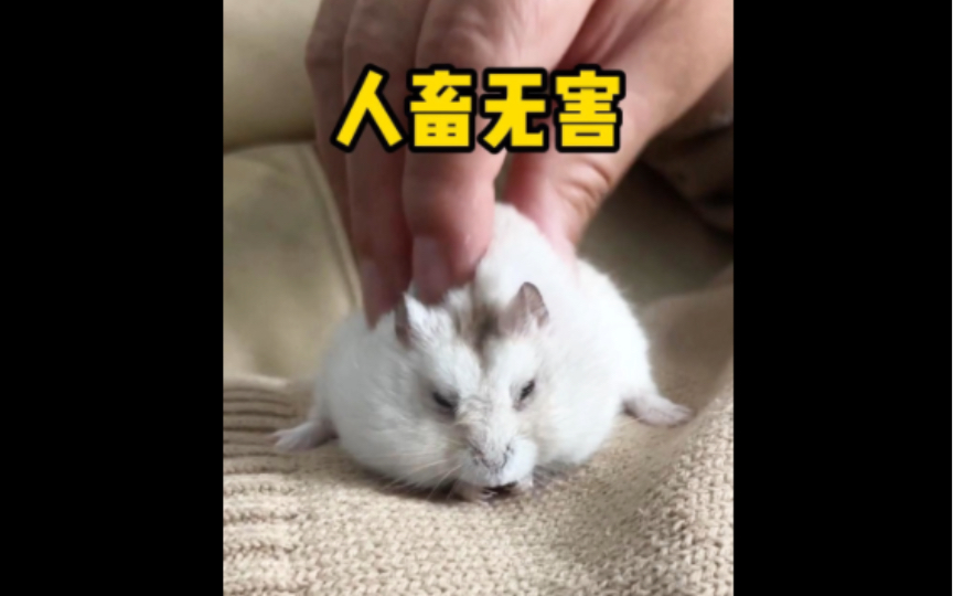 小玩意看起来人畜无害,实则