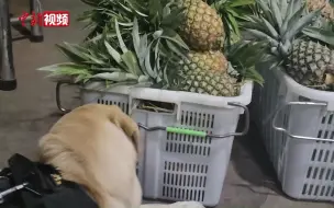 Скачать видео: 中缅边境警犬“云骁”识破菠萝藏毒近70公斤！