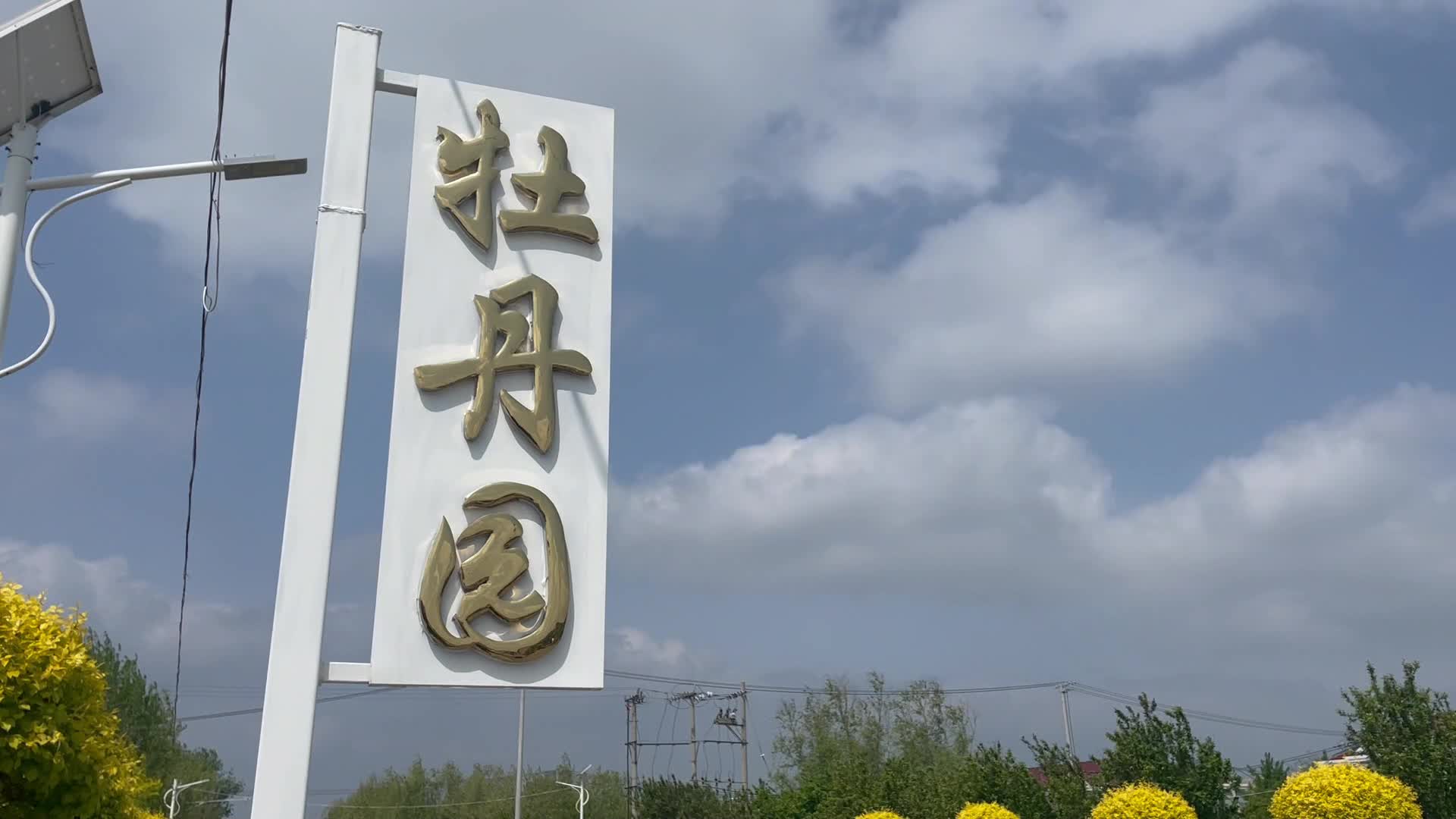 唯有牡丹真国色花开时节动京城平度牡丹园成为旅游休闲新热点