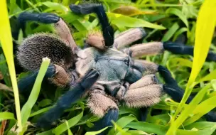 Скачать видео: 梦幻巴布的原产地索科特拉岛，什么样的环境能孕育出这么多神奇的物种？