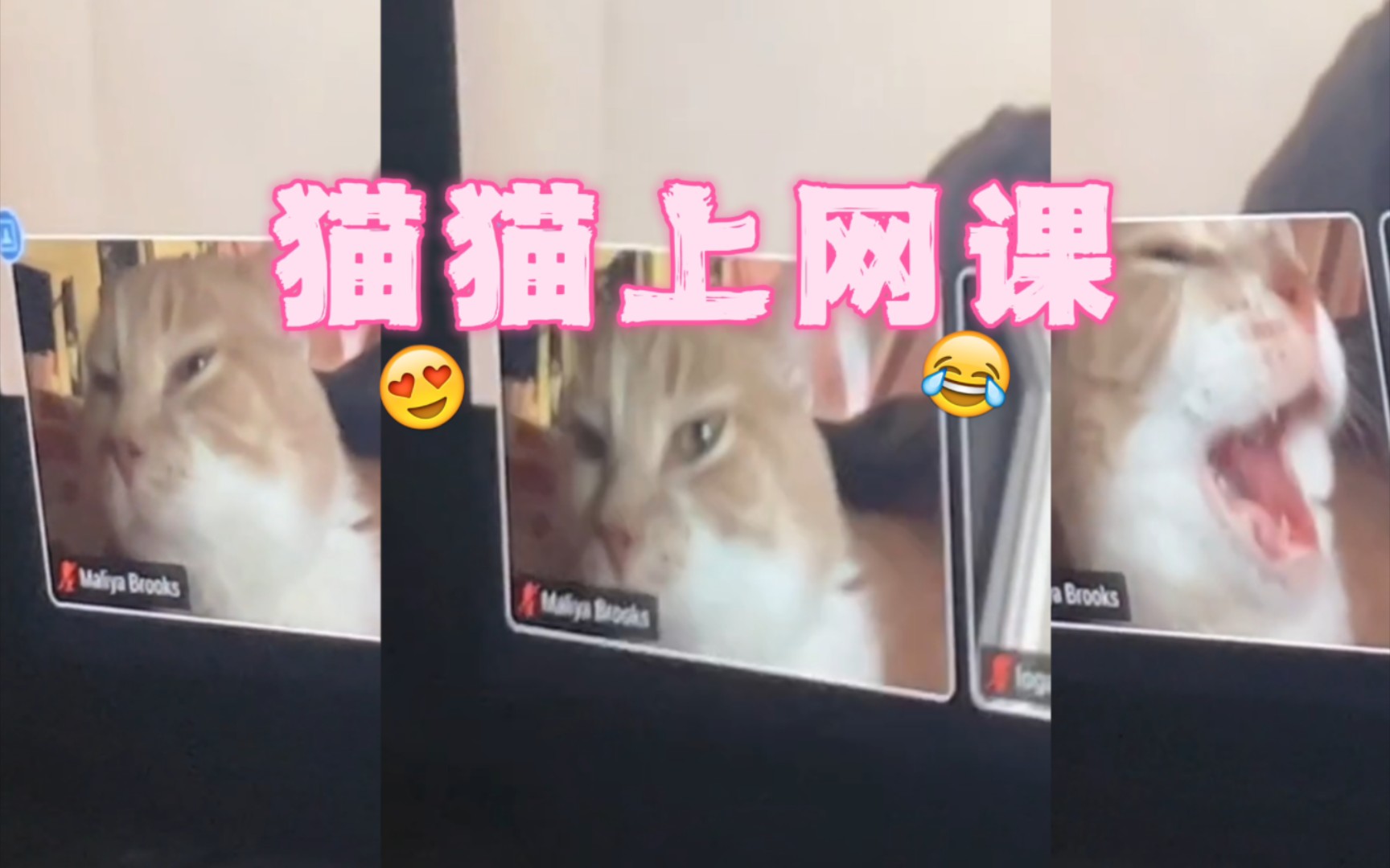 什么网课还要本猫咪来上啊 𐟘𔥓”哩哔哩bilibili