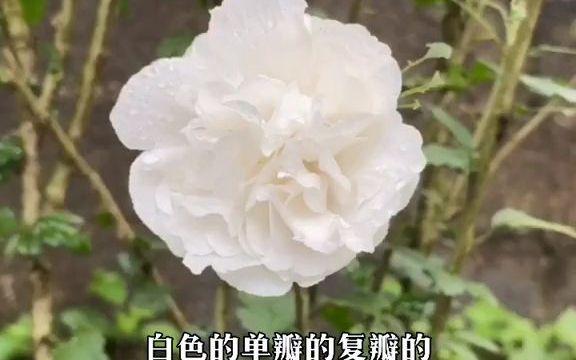 [图]学名：木槿花，花很美，是内外兼修的植物，