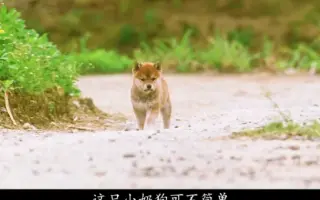 マリと子犬の物语 搜索结果 哔哩哔哩 Bilibili