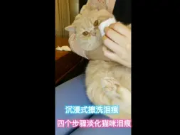 四个步骤淡化猫咪泪痕