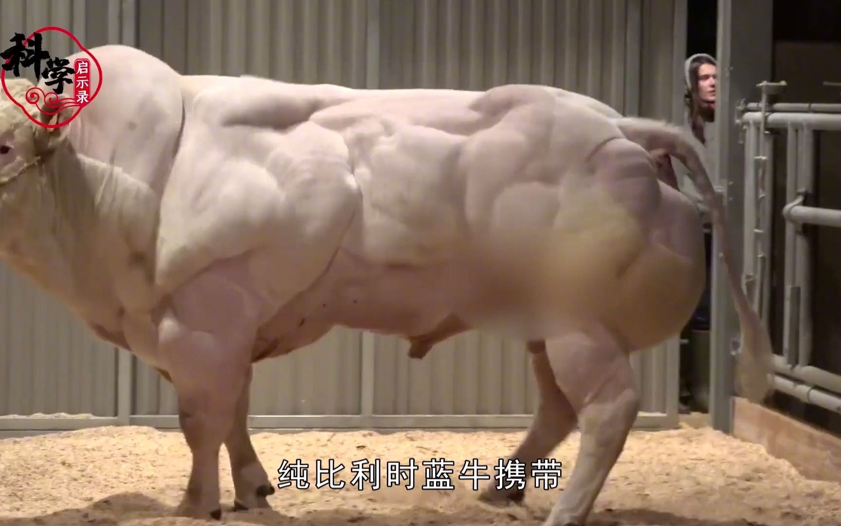 人类改进的"肌肉牛",一天能长3斤肉,为何我国不引进?