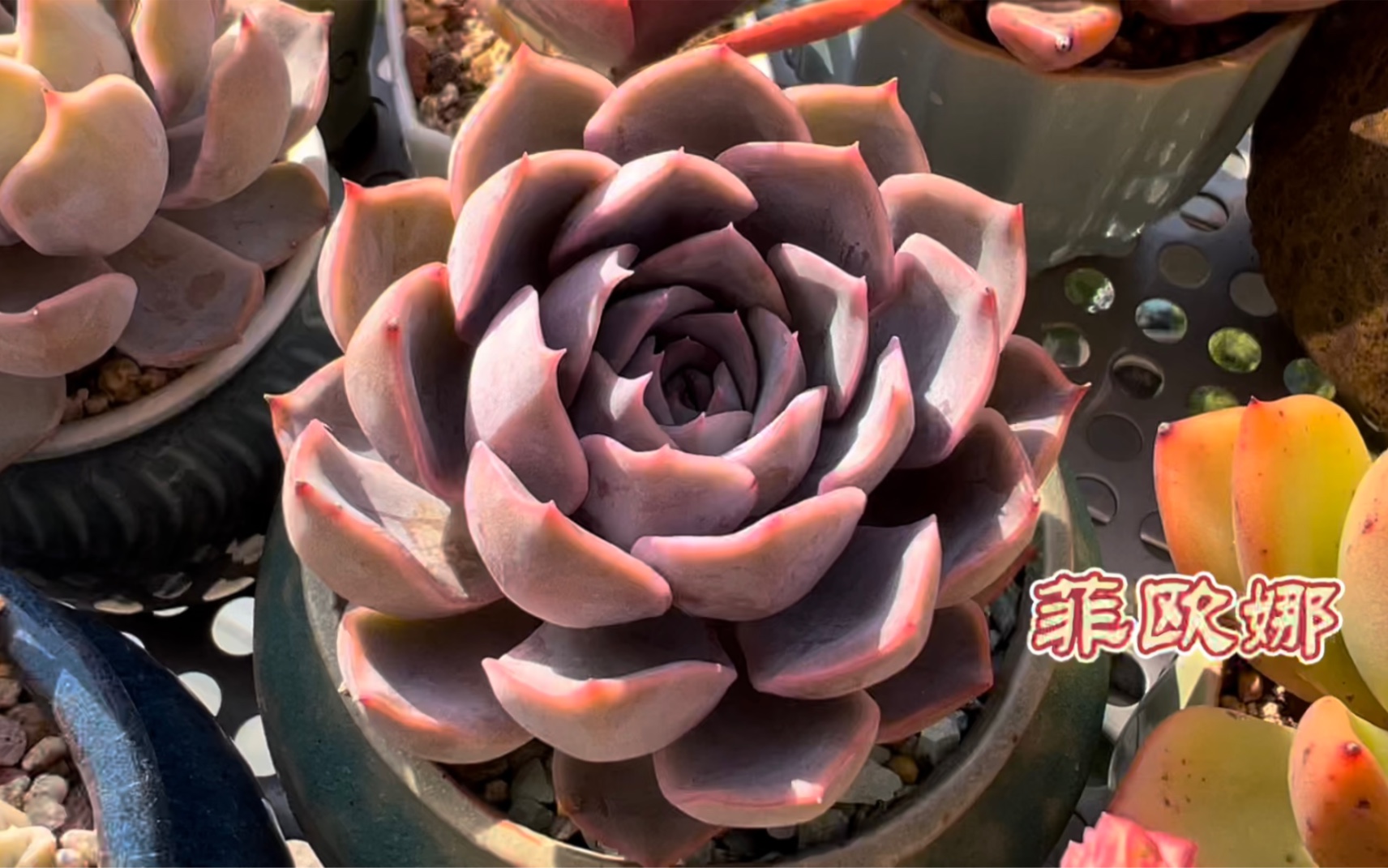 美丽的多肉菲欧娜,以及两个温馨提示