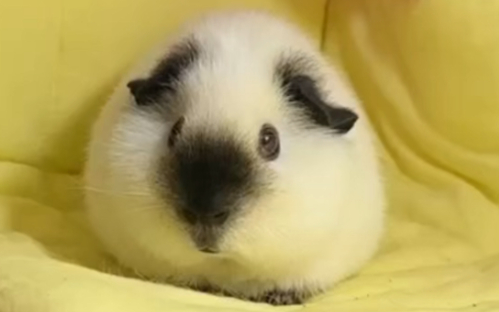 为什么加州荷兰猪被叫做暹罗鼠,逻辑鼠?