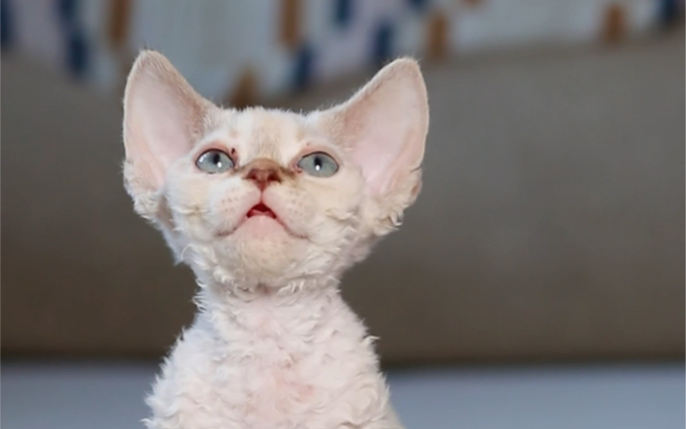 德文卷毛猫山猫色