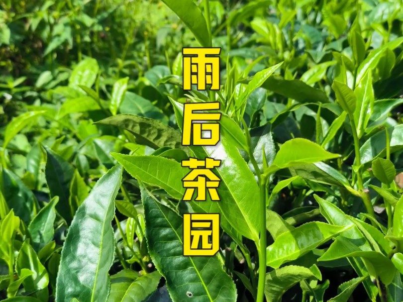 带大家看看雨后茶园风景哔哩哔哩bilibili