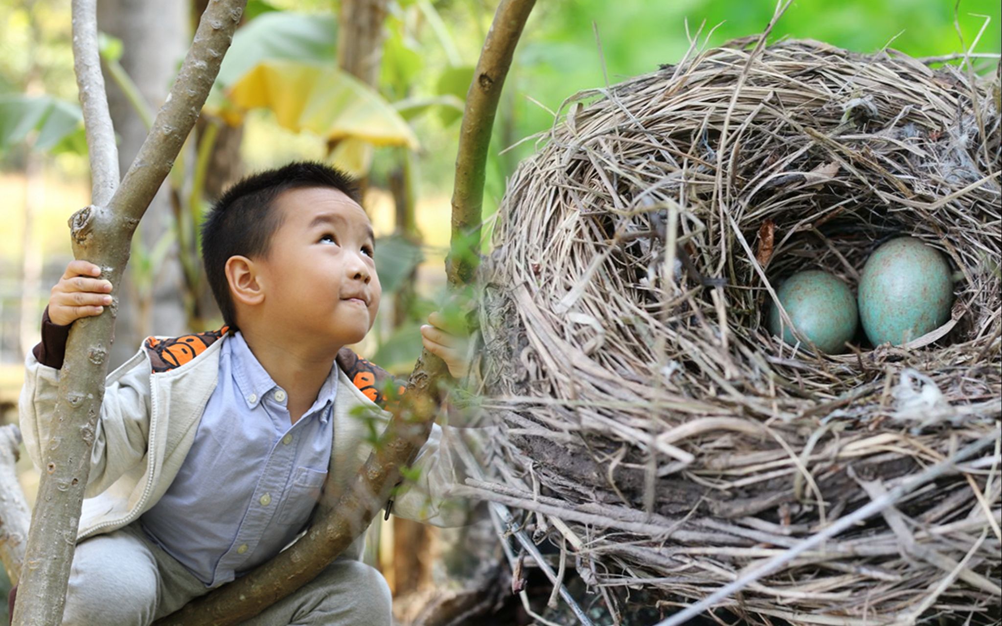 3个小学生掏鸟蛋,意外发现千年稀世国宝,专家:价值50亿