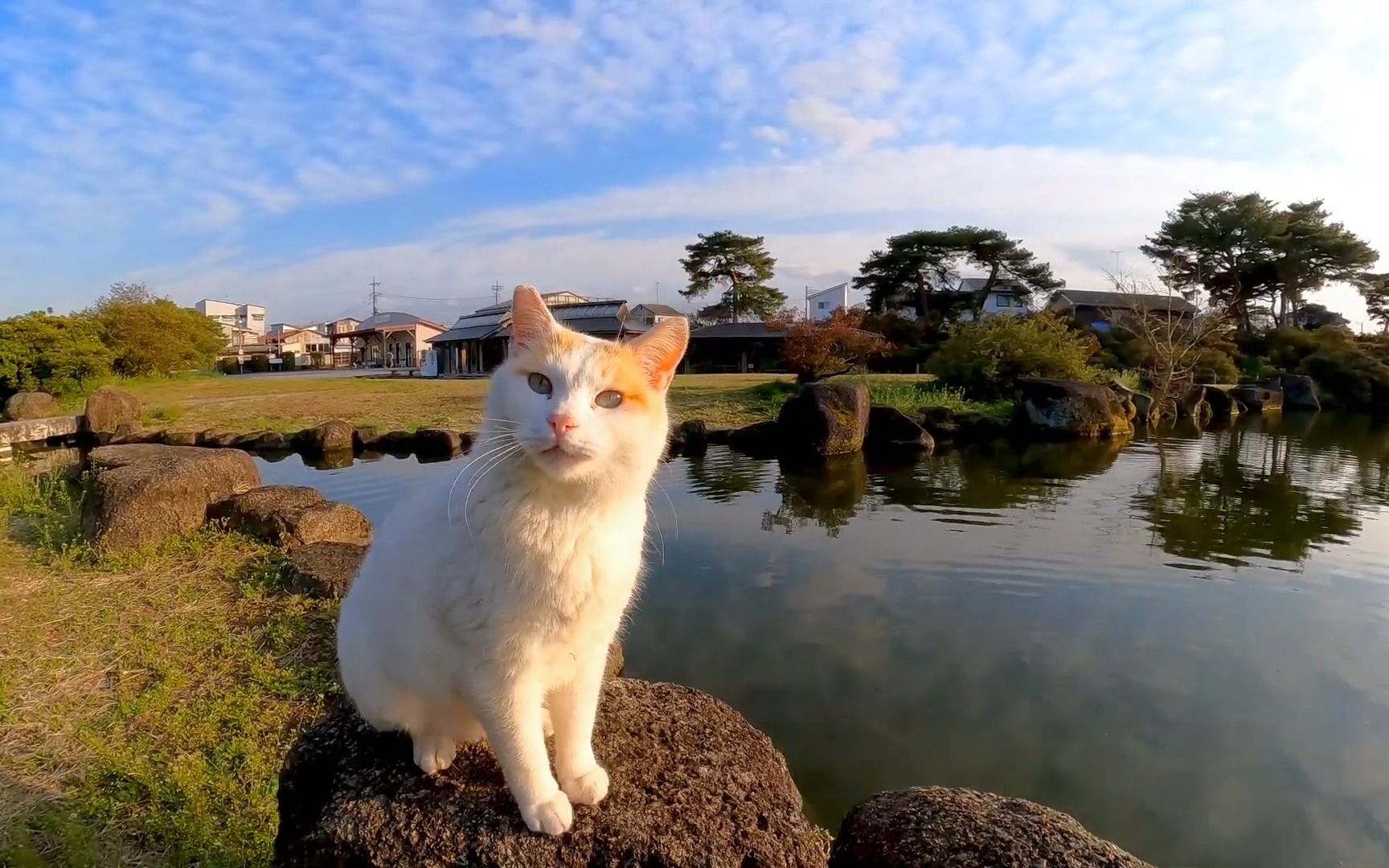池塘边的猫爬上石头想被人抚摸