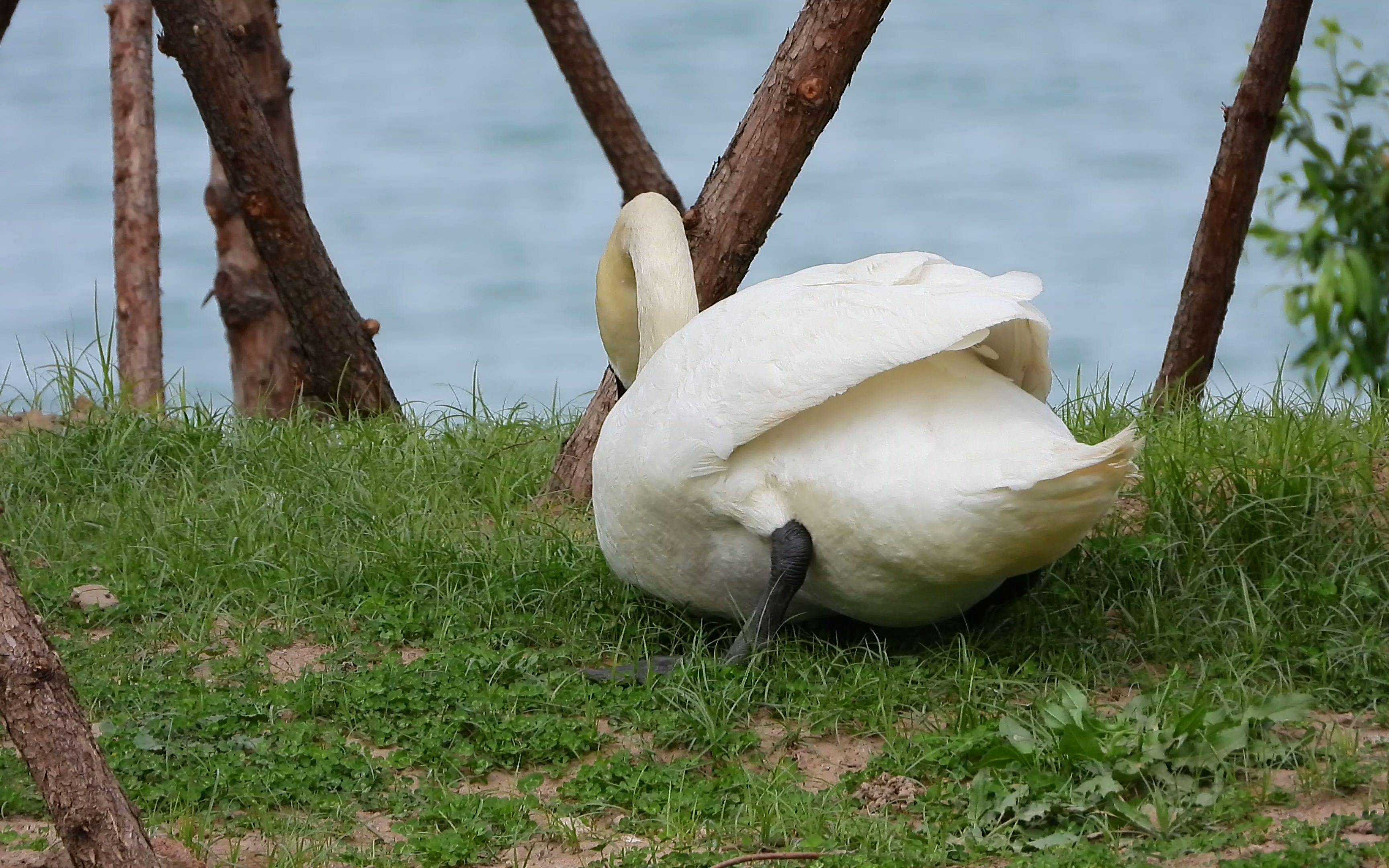 尼康p1000拍鸟 part2