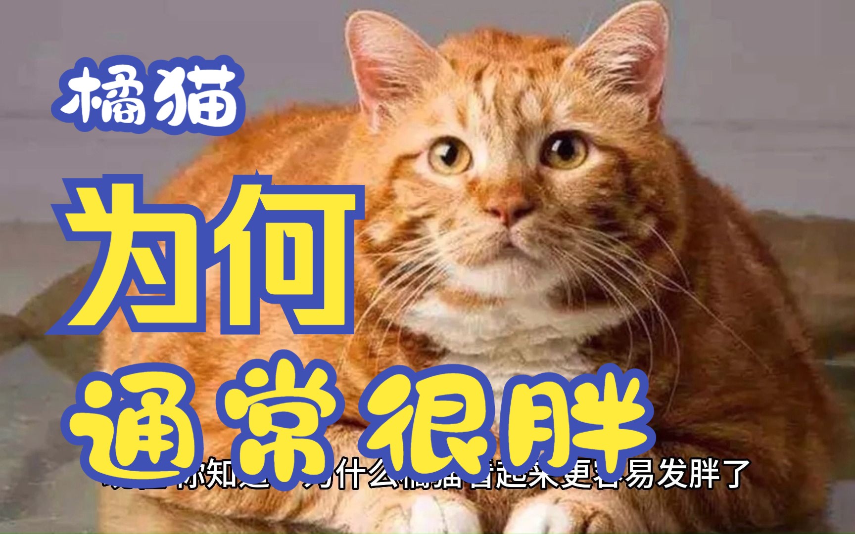 [图]【猫咪科普】橘猫的秘密：为什么它们更容易发胖？