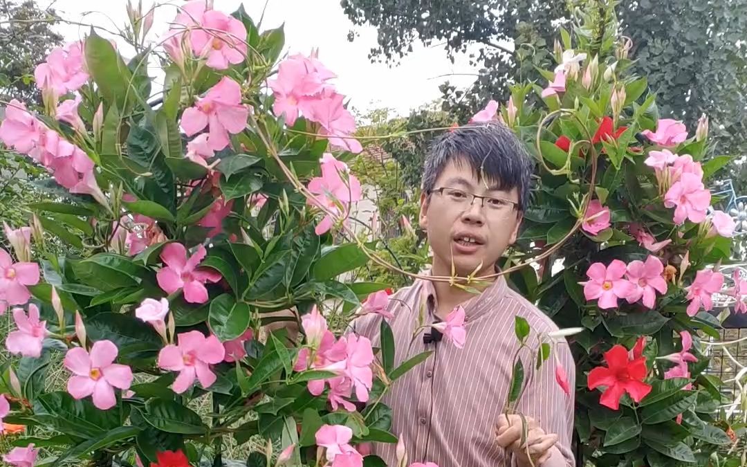 [图]飘香藤是藤本花卉，一棵苗子就能开成大花柱，越热、越晒开花越多，真的是开花机器啊