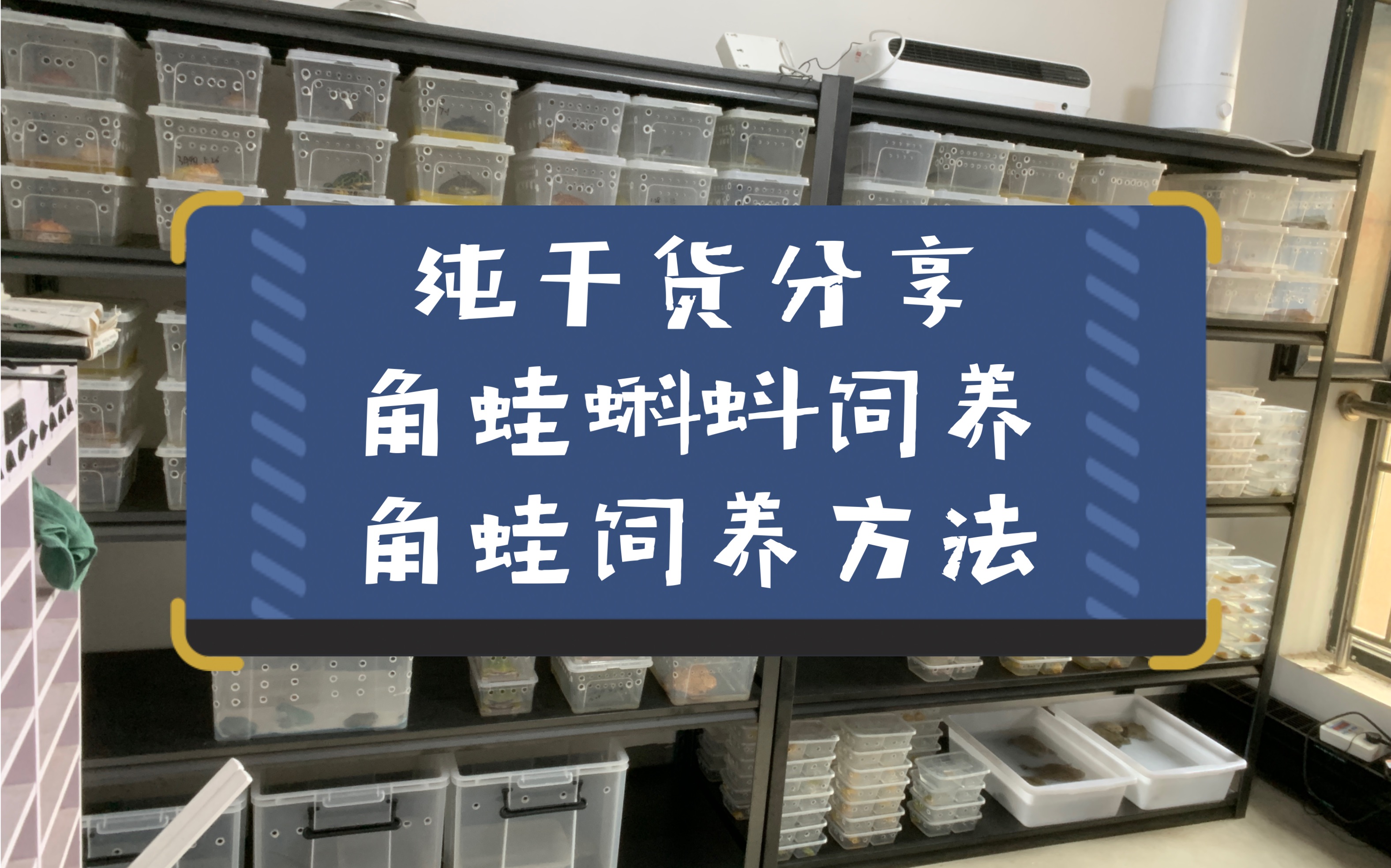 全是干货,角蛙蝌蚪饲养方法,角蛙饲养方法以及注意事项哔哩哔哩bilibili