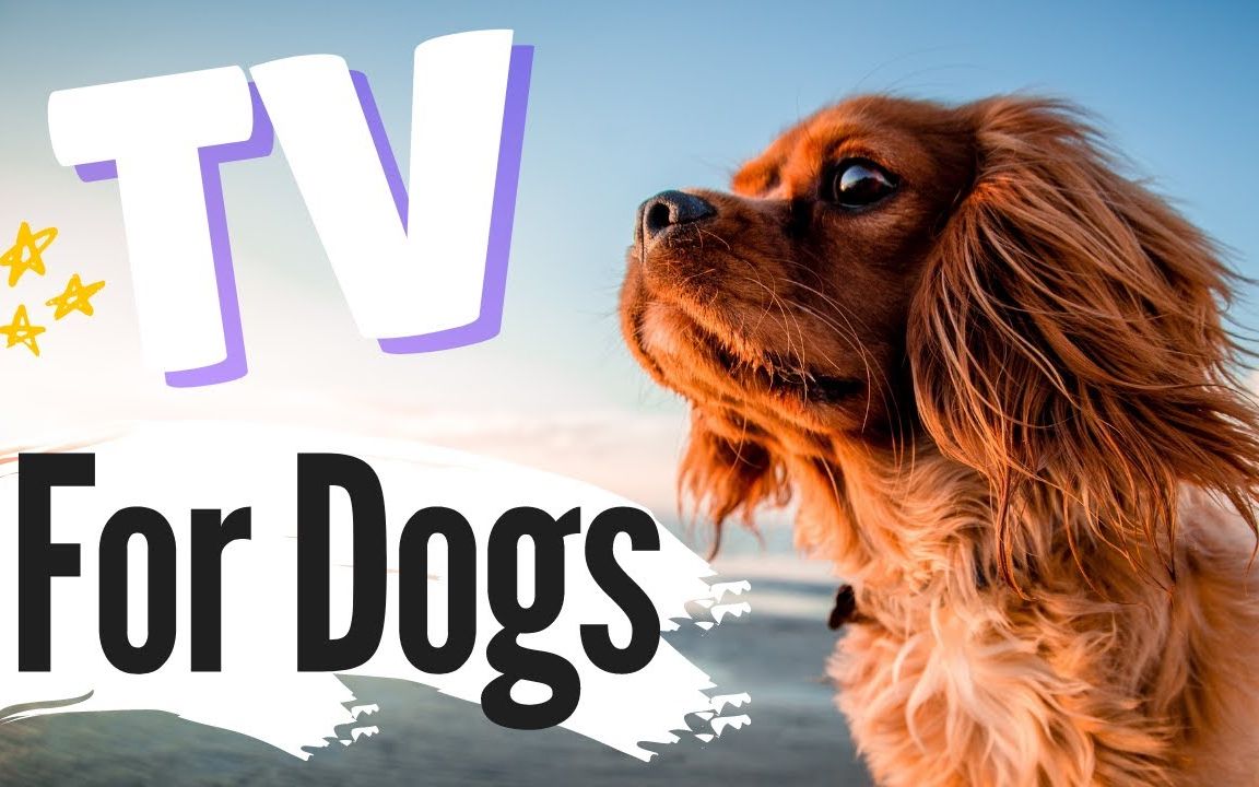 [图]【搬运】给狗狗看的电视 TV for Dogs!Videos for Dogs To Watch to SLEEP|Dog's Resting