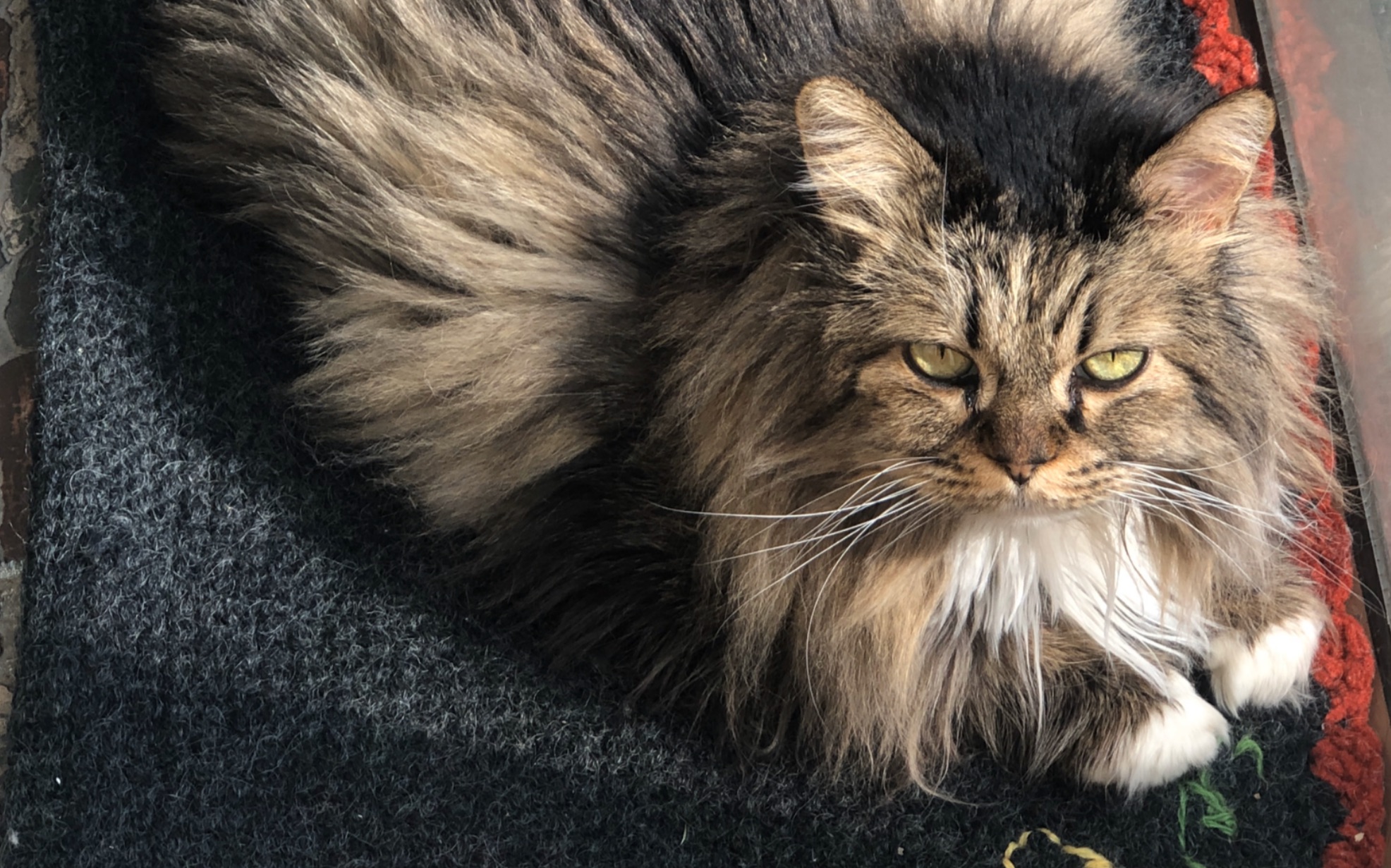 长毛黑背狸花狮,动作迟缓的不像一条猫_哔哩哔哩_bilibili