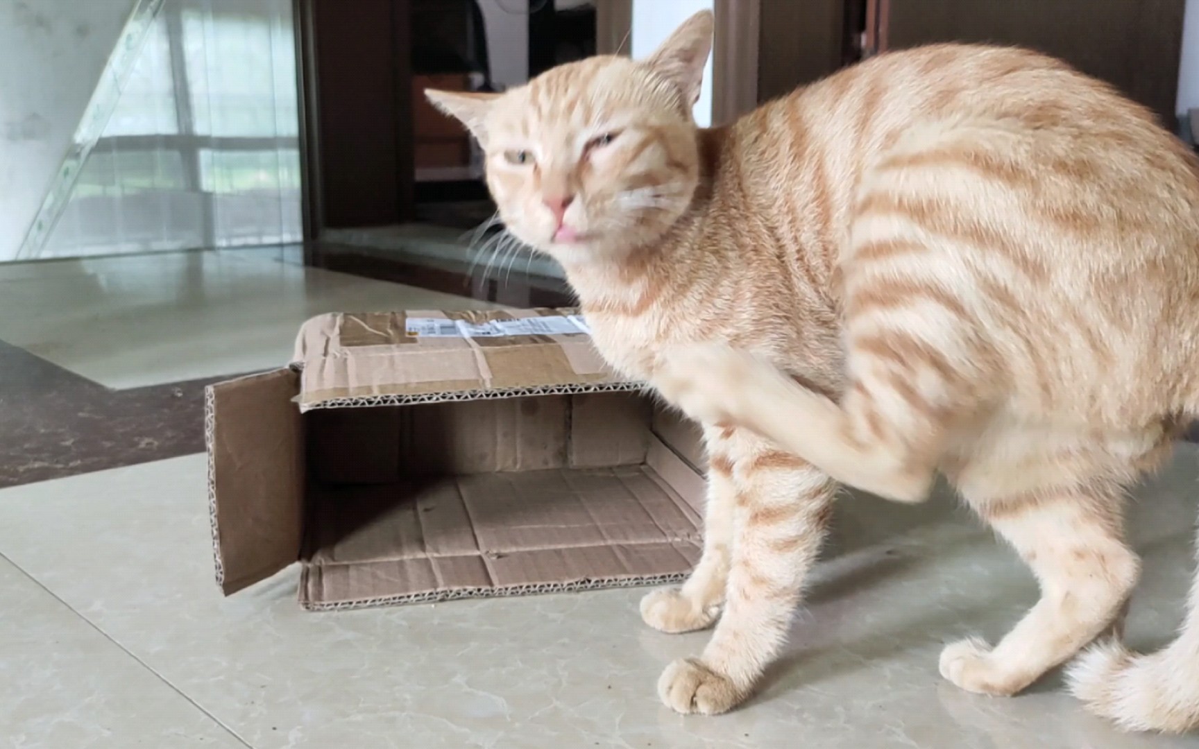 小破猫的下午茶