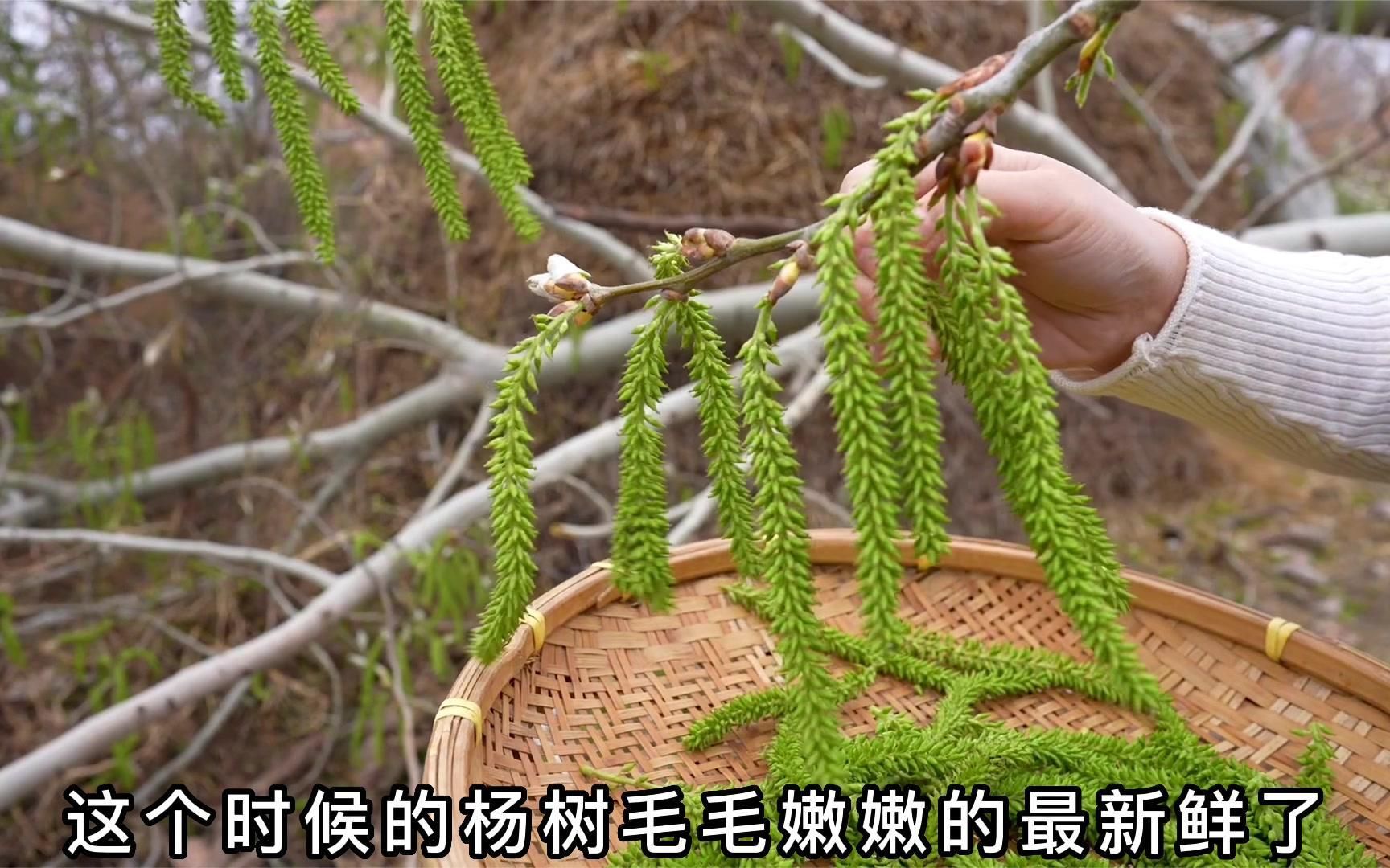 [图]春回大地，万物皆可吃，尝试过杨树花的朋友举个手！