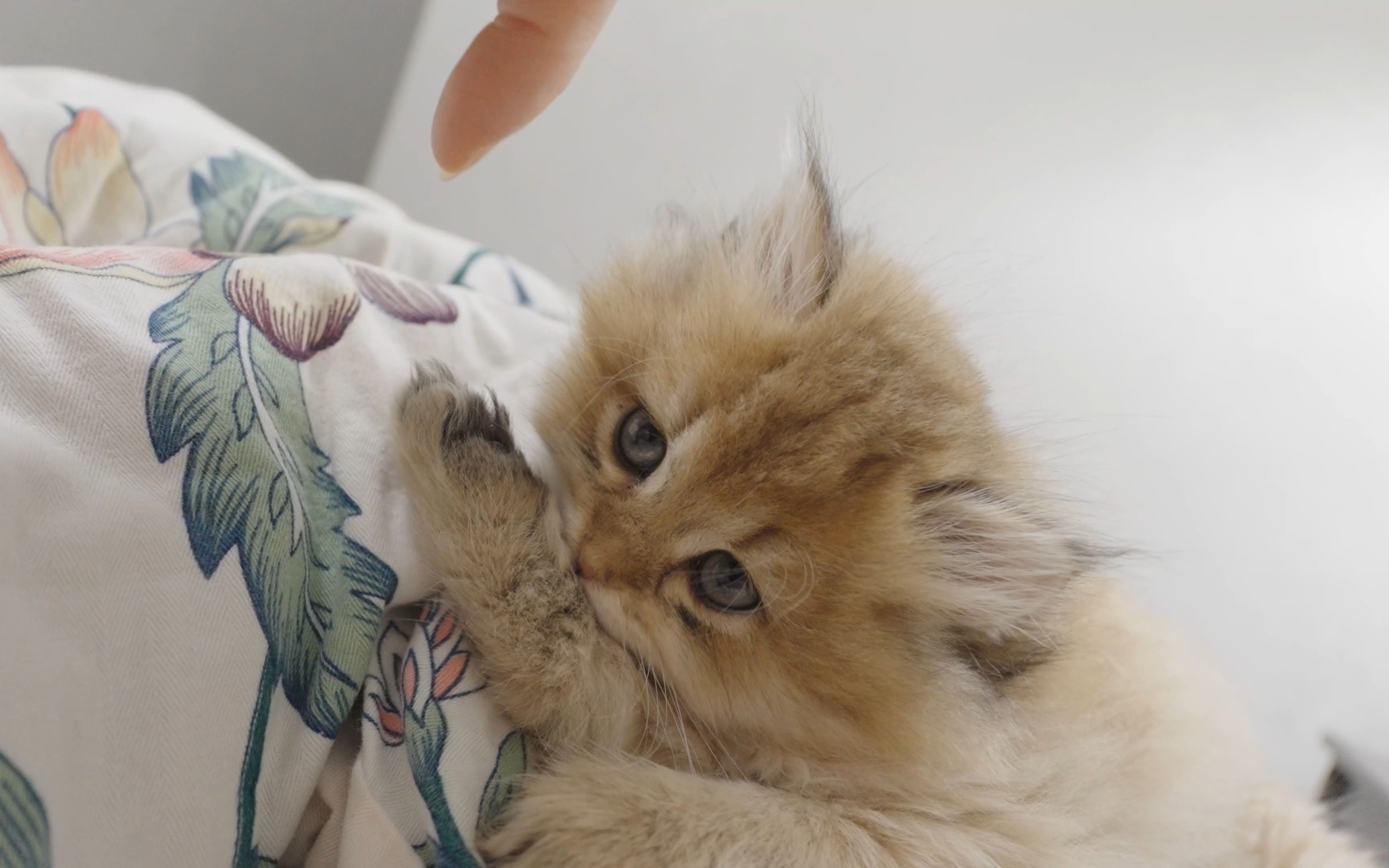 小奶猫茶茶日常