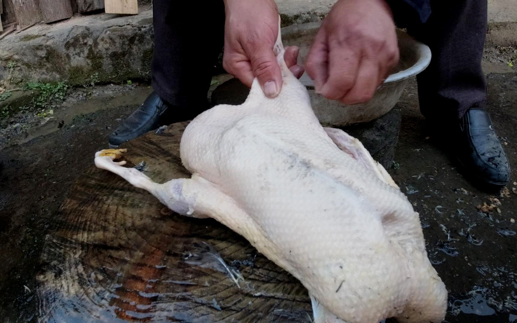 这才是拔鸭毛的好办法,教你这一招,拔鸭毛像脱衣服一样快