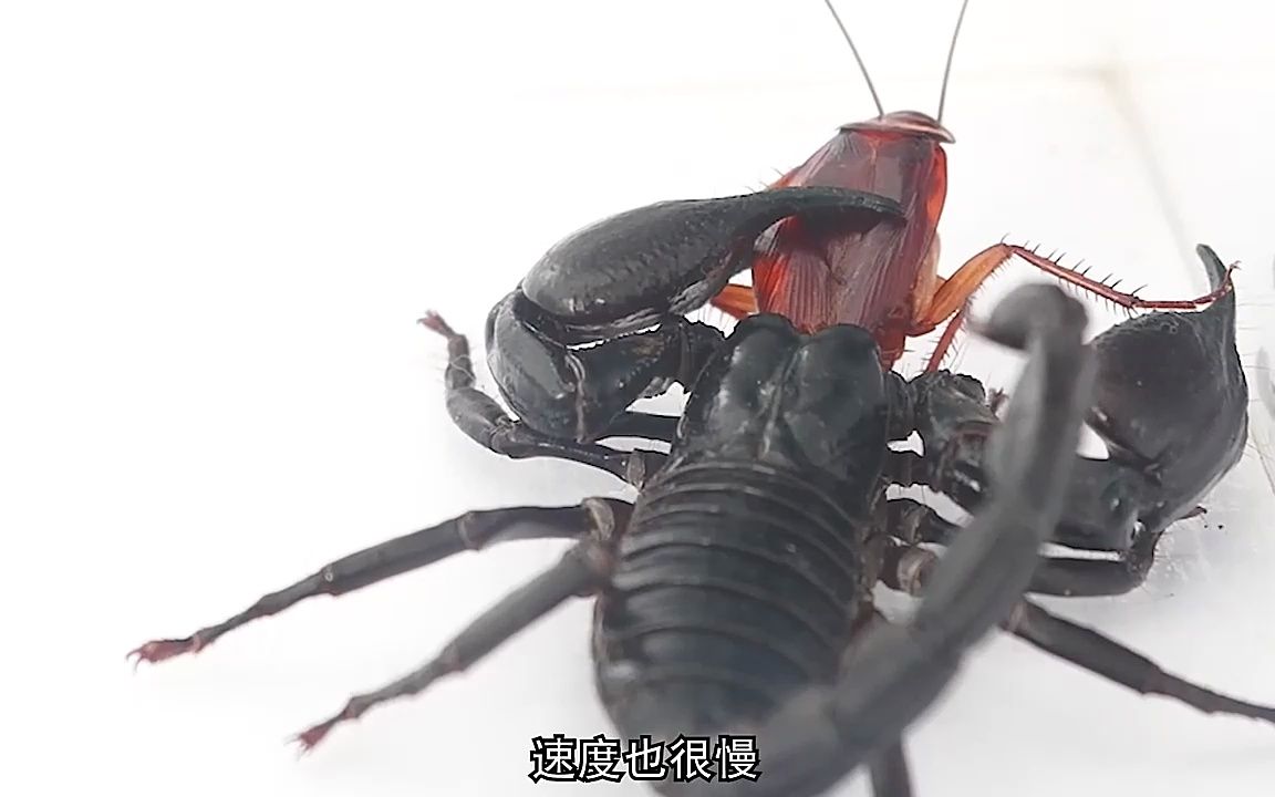 把蟑螂喂食给蝎子,发生了极其诡异的一幕!