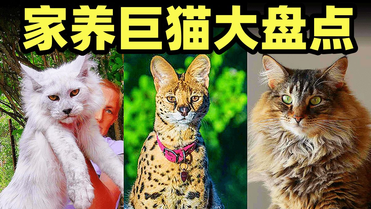 比狗还大的家养巨猫,盘点壮观的可爱大猫猫-代鸿Project-代鸿Project-哔哩哔哩视频