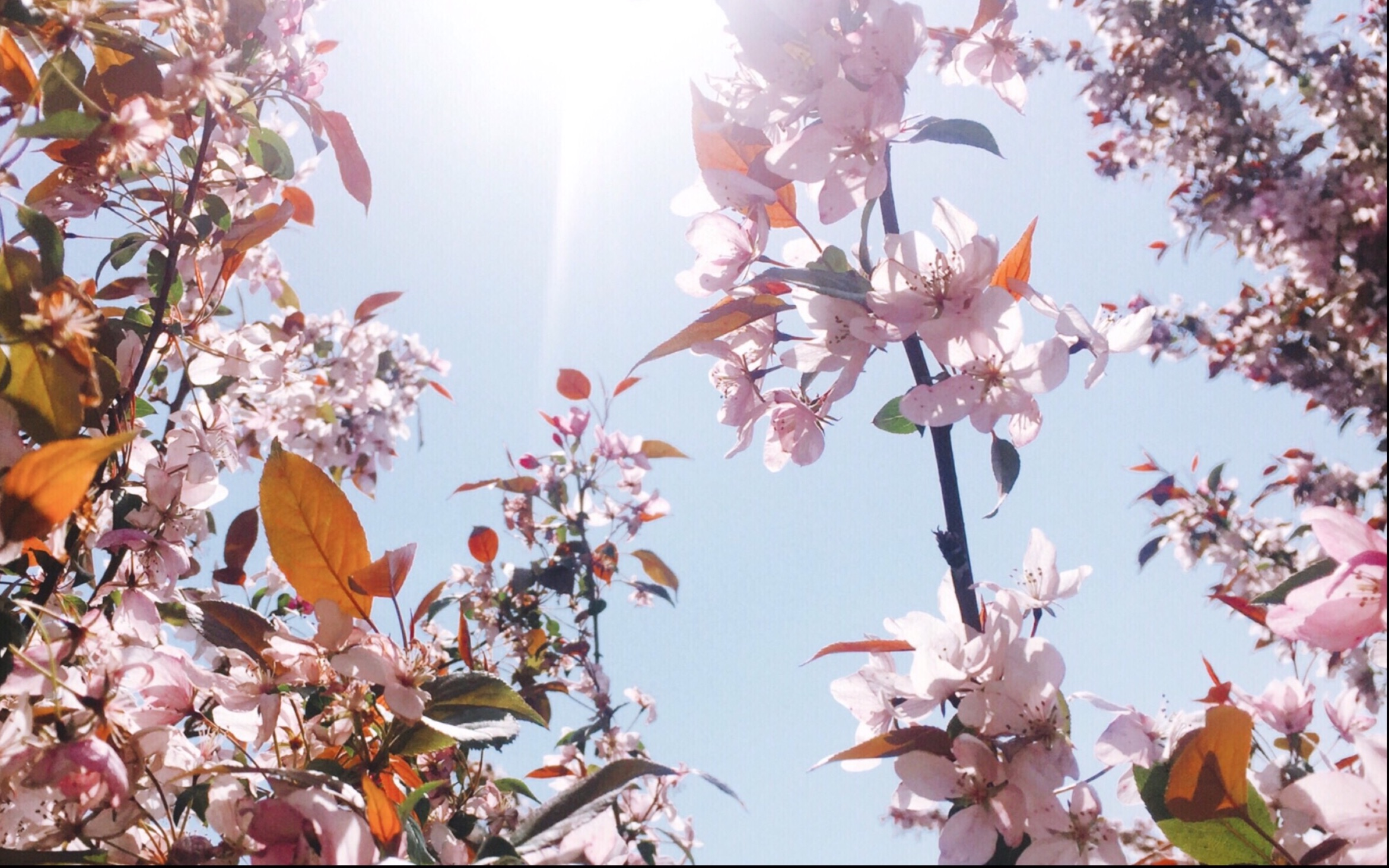 [图]#鲜花盛开的季节里 是再次出发的起点#