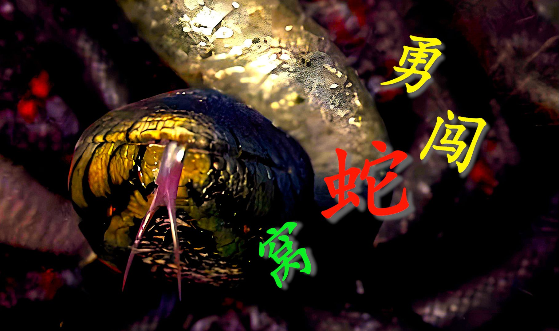 量子速看群魔乱舞的《狂蟒之灾2》