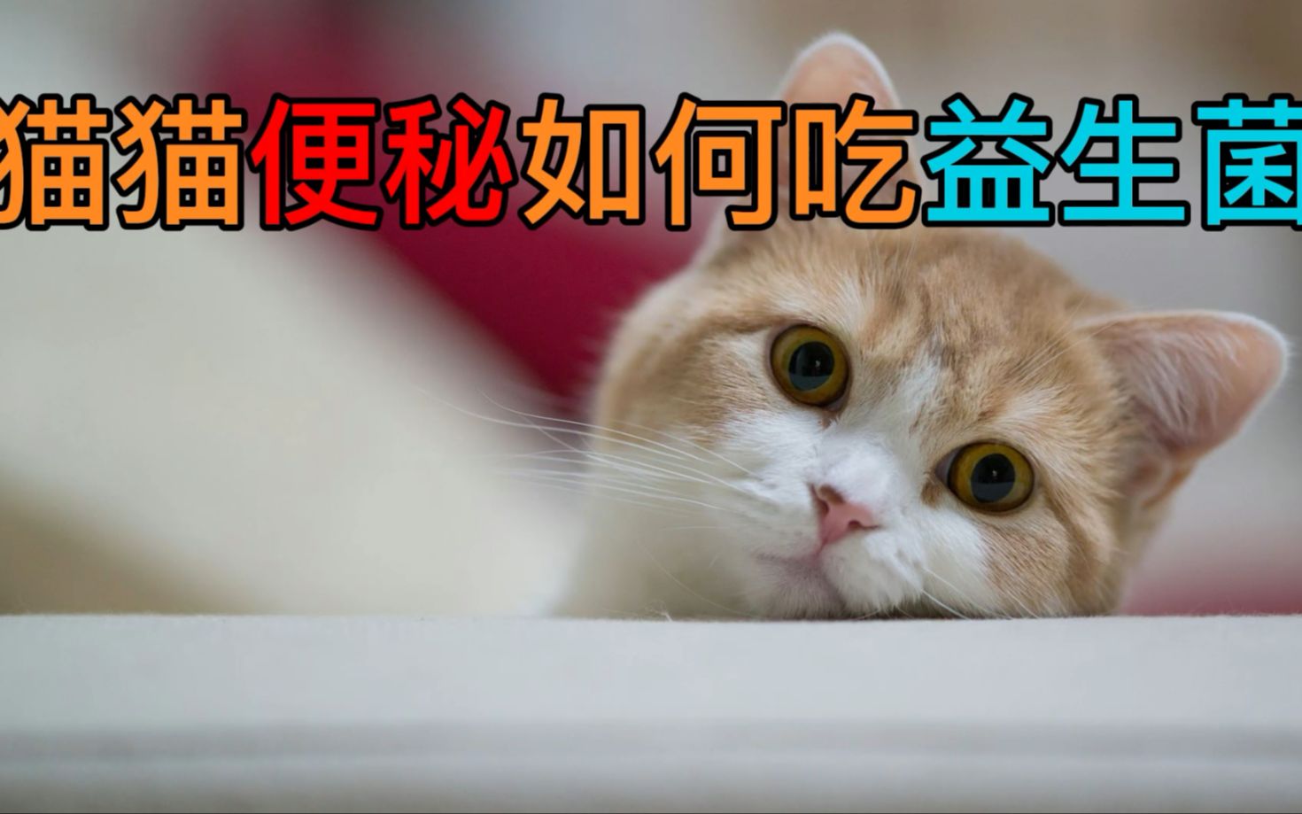 猫猫便秘如何吃益生菌哔哩哔哩bilibili